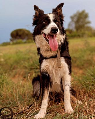 Border collie per monta