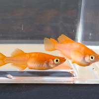 Medaka Hikari Red King