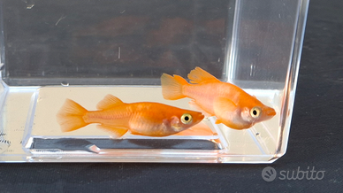 Medaka Hikari Red King