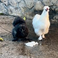 Galline Moroseta Silkie gran ciuffo