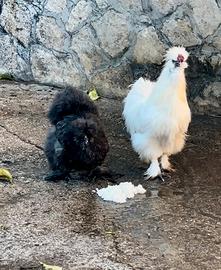 Galline Moroseta Silkie gran ciuffo
