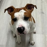 Amstaff per monta no pedigree