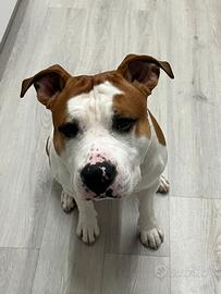 Amstaff per monta no pedigree