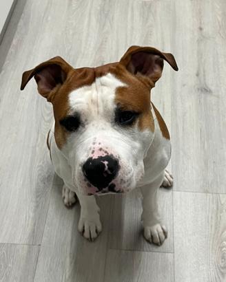 Amstaff per monta no pedigree