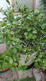 Camelia