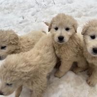 Cuccioli di maremmano