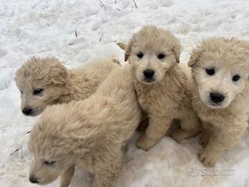 Cuccioli di maremmano
