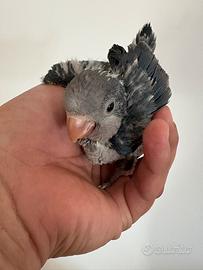 Pappagalli pulli parrocchetti monaci baby