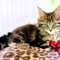 Cucciolo Maine Coon