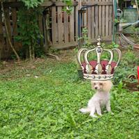 Barboncino teacup