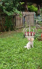Barboncino teacup