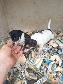 Jack Russel