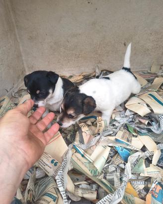 Jack Russel