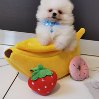 STUPENDO Volpino Pomerania TOY PEDIGREE ENCI