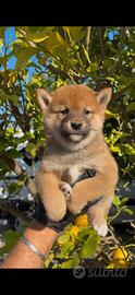 Shiba inu