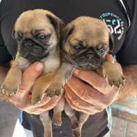 Carlini maschio e femmina