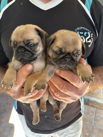 Carlini maschio e femmina