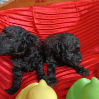 Neri -Nero -Cuccioli Barboncino Taglia Piccola
