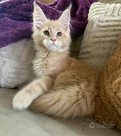 Maine Coon Cream