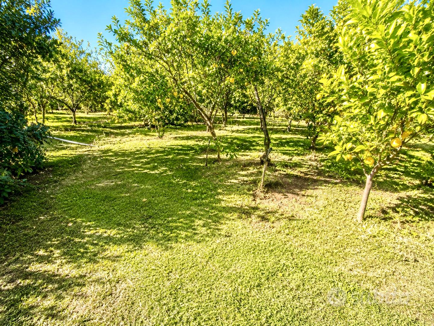 Agricolo con magazzino - Vista 4