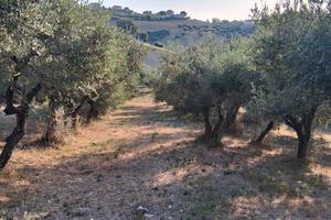 Il terreno per la tua nuova villetta nel cuore del