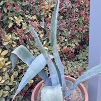 pianta grassa con vaso