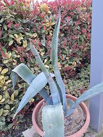 pianta grassa con vaso