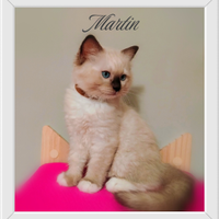 Meravigliosi cuccioli Ragdoll con pedigree
