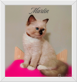 Meravigliosi cuccioli Ragdoll con pedigree