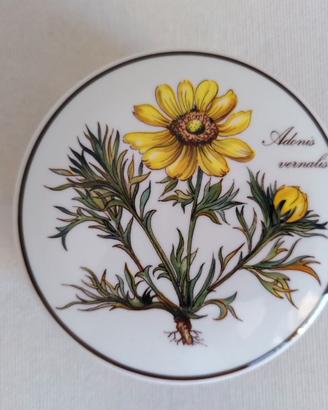 Scatola Villeroy&Boch. Botanica. Adonis Vernalis