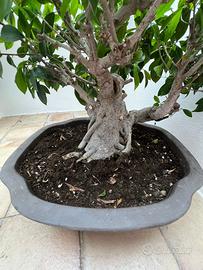 bonsai