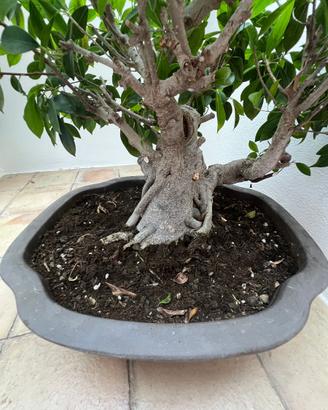 bonsai