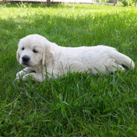 Cucciolo di Golden retriever linea inglese