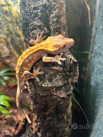 Splendidi soggetti di geco crestato Correlophus ci