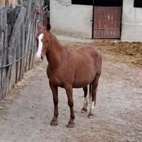 Vendo cavalla