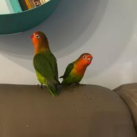 Inseparabili allevati a mano