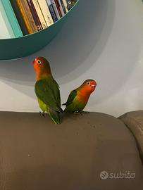 Inseparabili allevati a mano