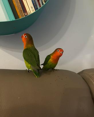 Inseparabili allevati a mano