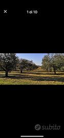 Terreno località Pezze di Ninfa (Cori)
