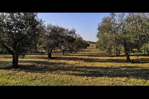 Terreno località Pezze di Ninfa (Cori)