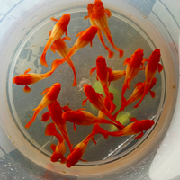 Guppy Koi orecchie rosse