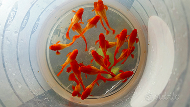 Guppy Koi orecchie rosse