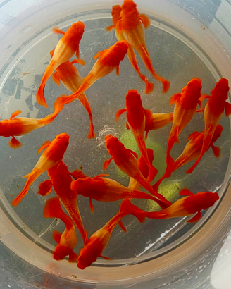 Guppy Koi orecchie rosse