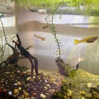 Guppy