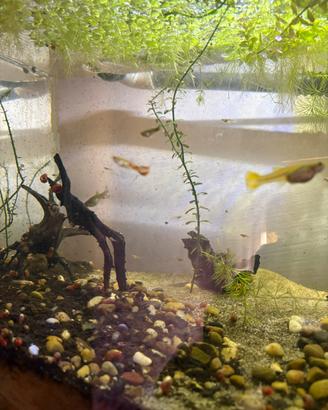 Guppy