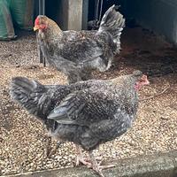 Galletto di 6 mesi docile allevato in libertà