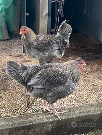 Galletto di 6 mesi docile allevato in libertà