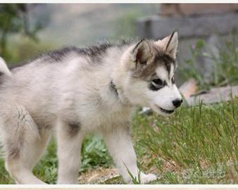 Alaskan malamute
