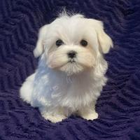 Cucciola femmina di Maltese