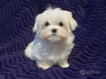Cucciola femmina di Maltese